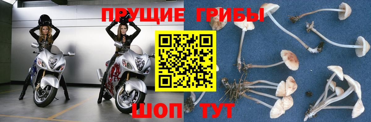 Псилоцибиновые грибы GOLDEN TEACHER  Вход с VPN  Псилоцибиновые грибы GOLDEN TEACHER  Добрянка 
